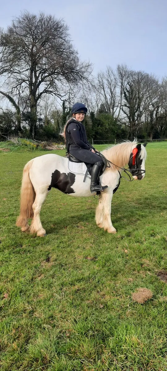 Beautiful 9yo ex riding school 12'2 pony mare - Image 1