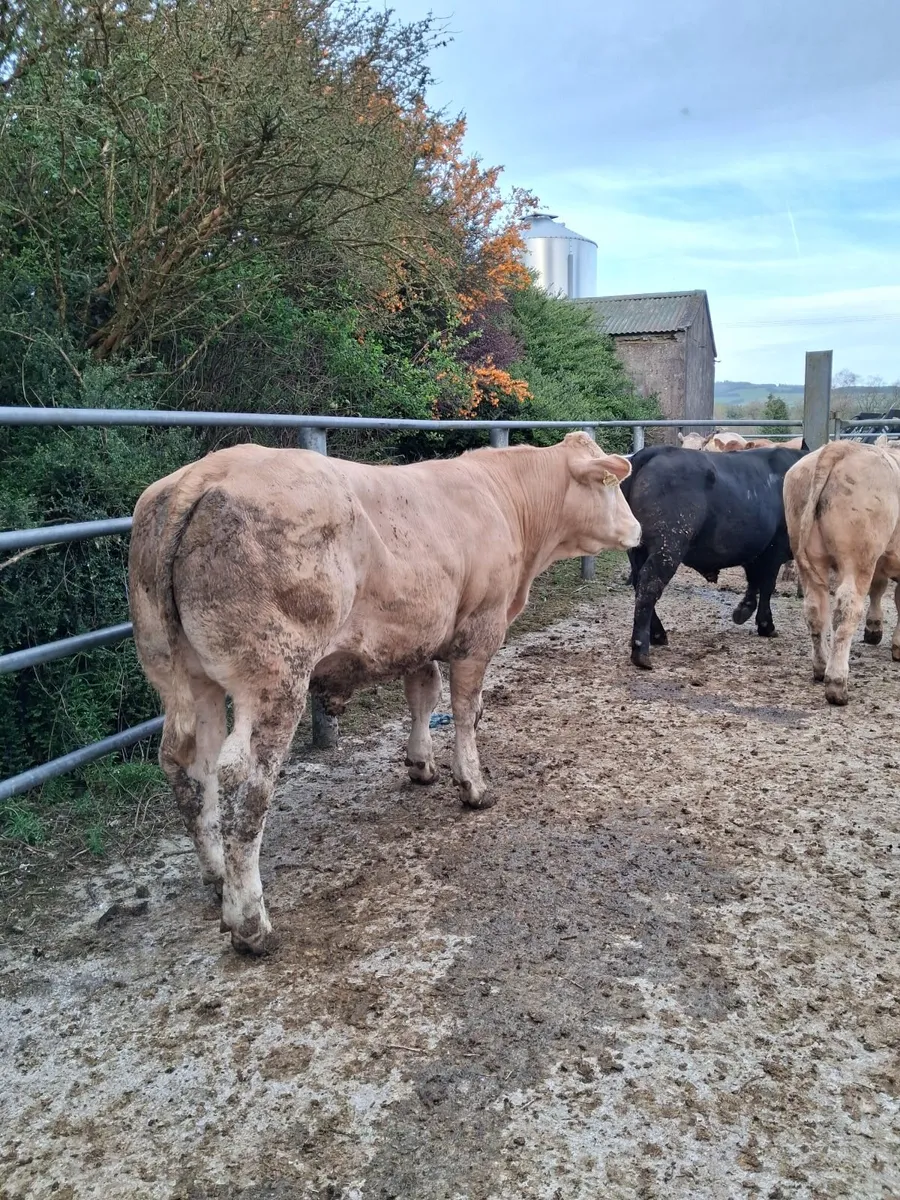 Quality Ch Yearlings - Image 1