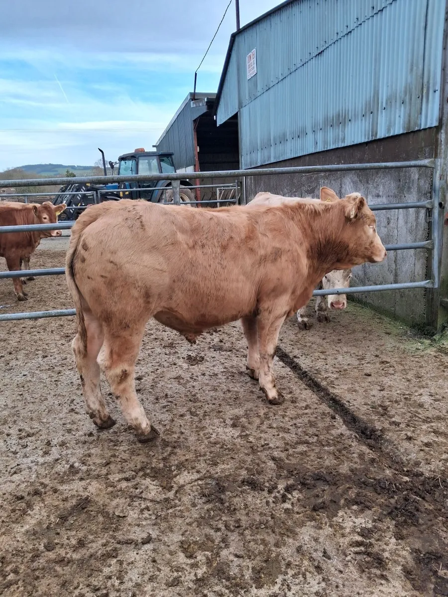 Quality Ch Yearlings - Image 2