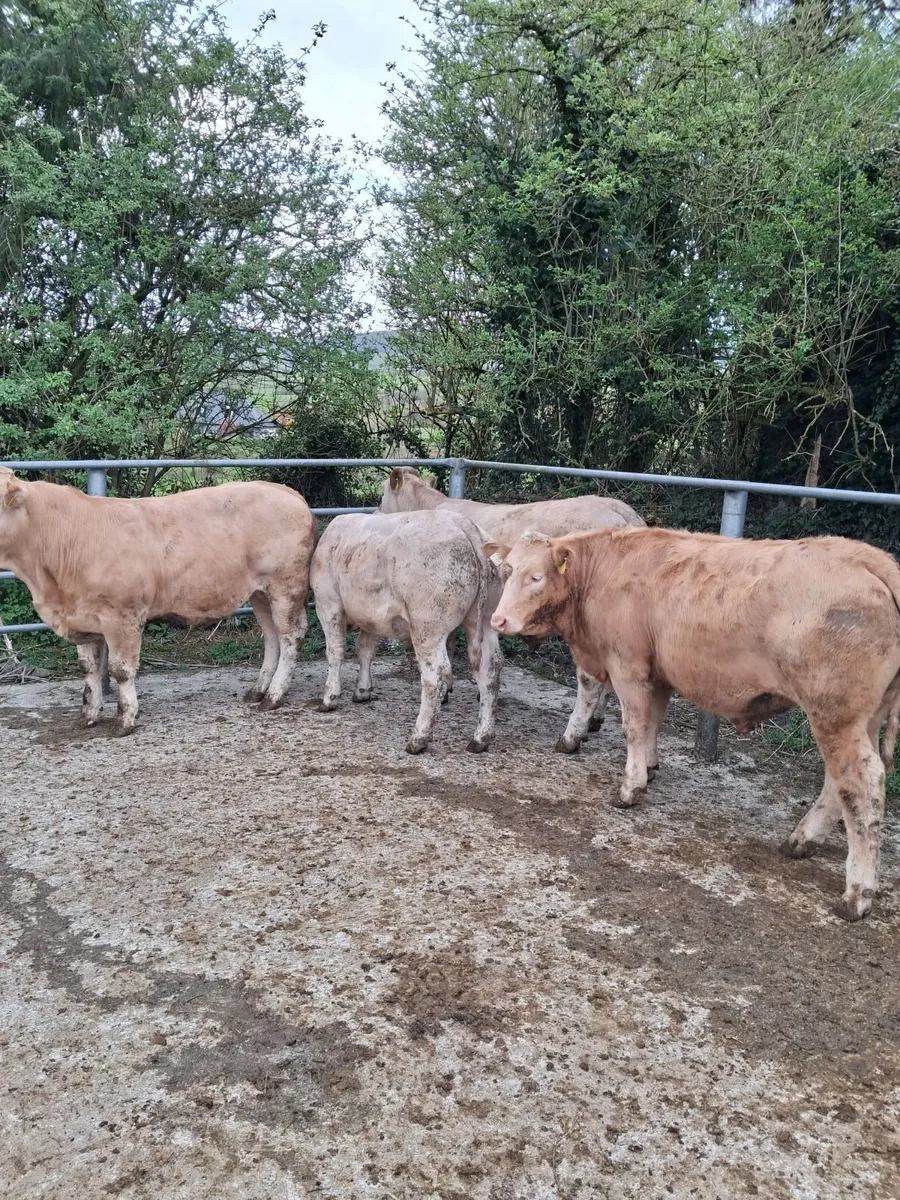 Quality Ch Yearlings - Image 3