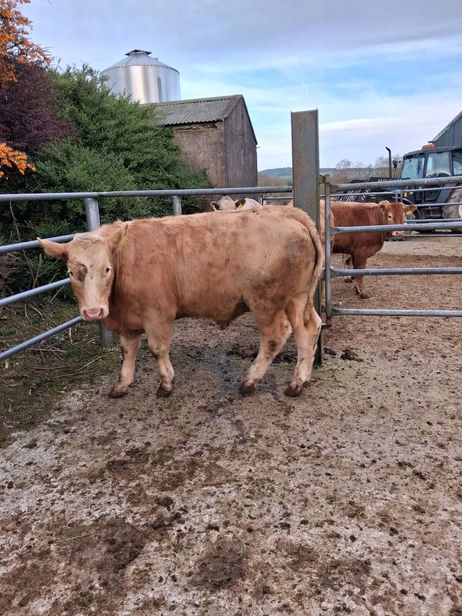 Quality Ch Yearlings - Image 4