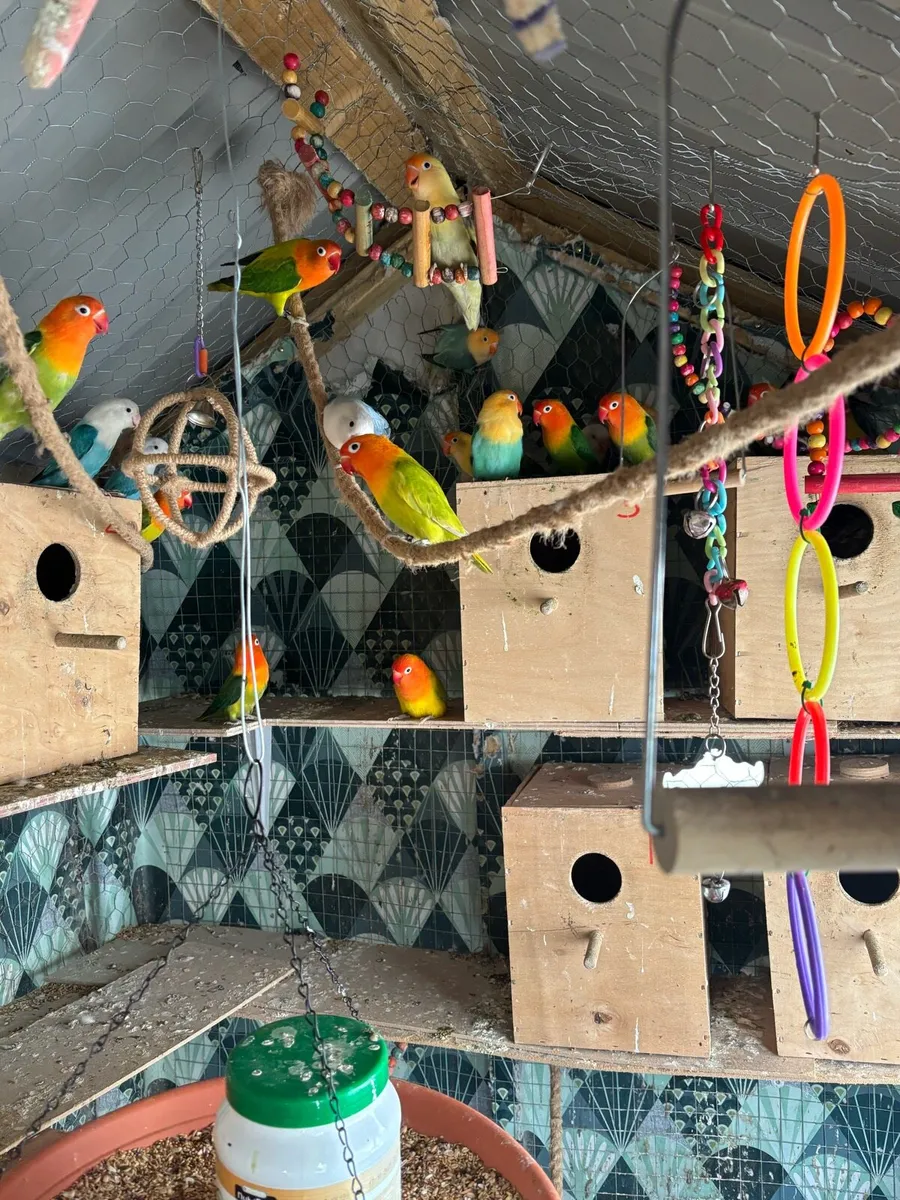 Opaline Fischer Lovebird! - Image 1