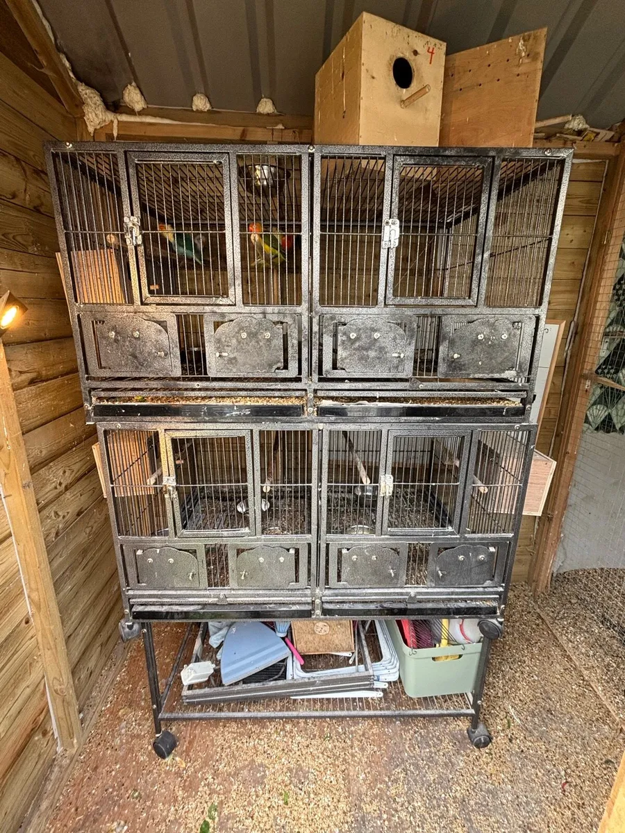 Different Birds Cages and Big Aviary available - Image 1