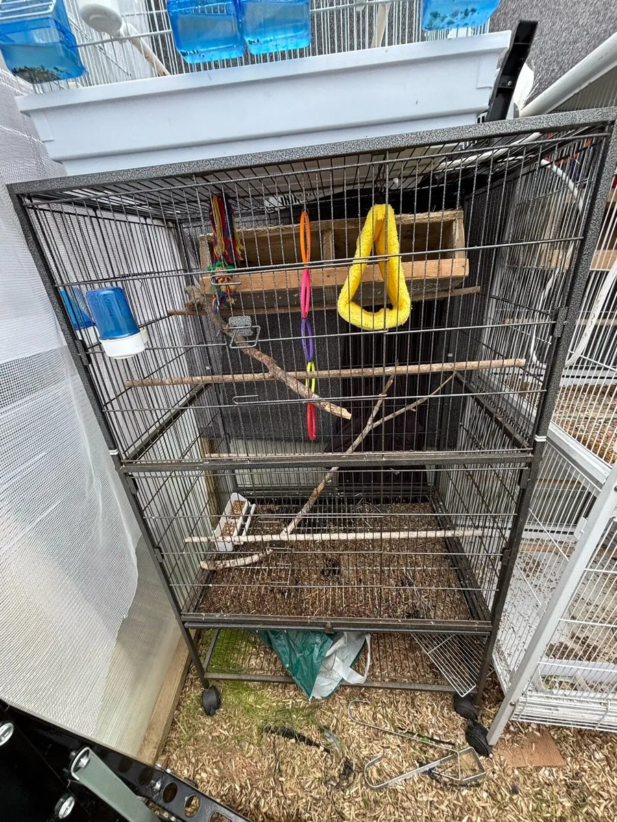 Different Birds Cages and Big Aviary available - Image 4