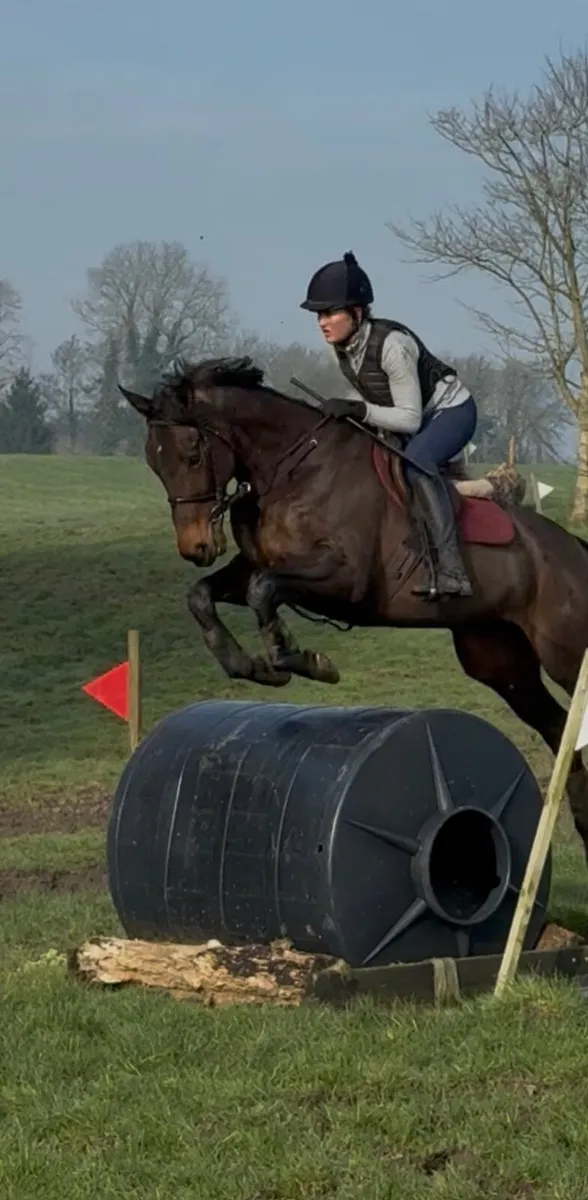 Allrounder thoroughbred - Image 1