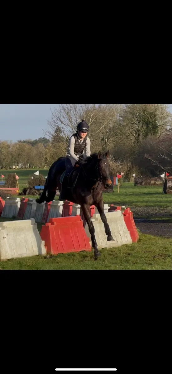 Allrounder thoroughbred - Image 2