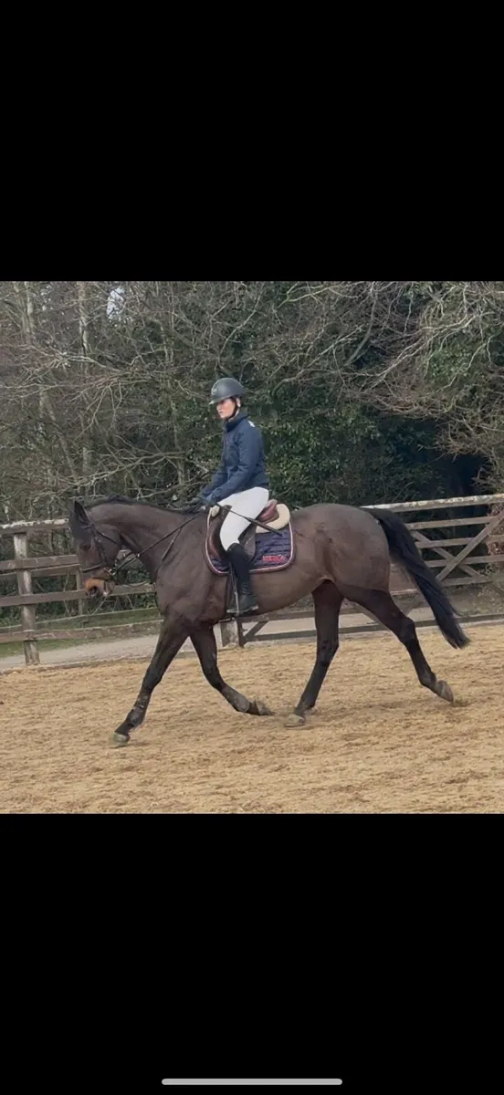 Allrounder thoroughbred - Image 3