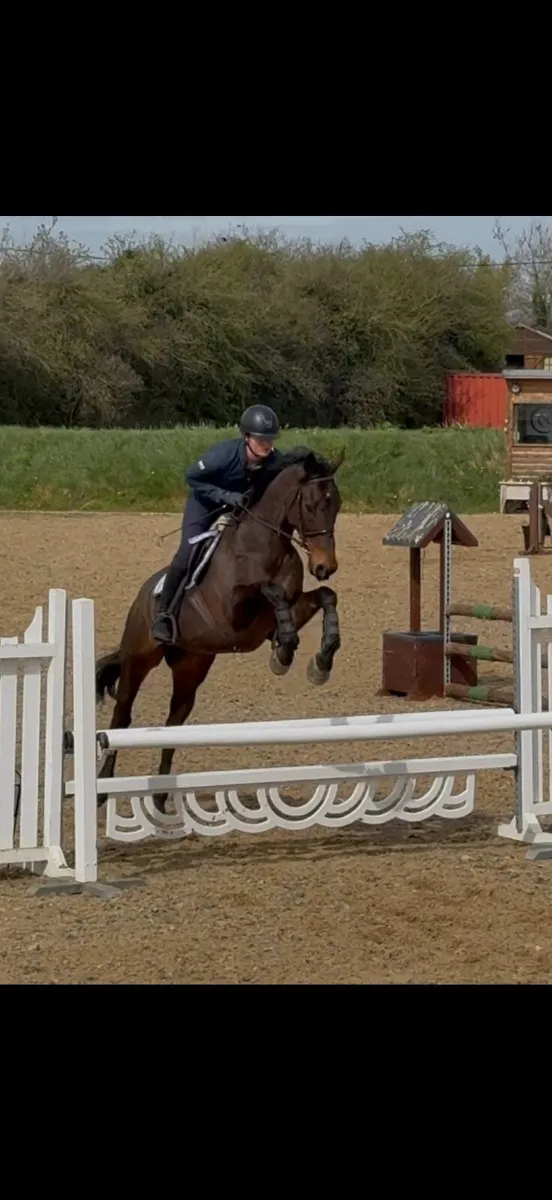 Allrounder thoroughbred - Image 4