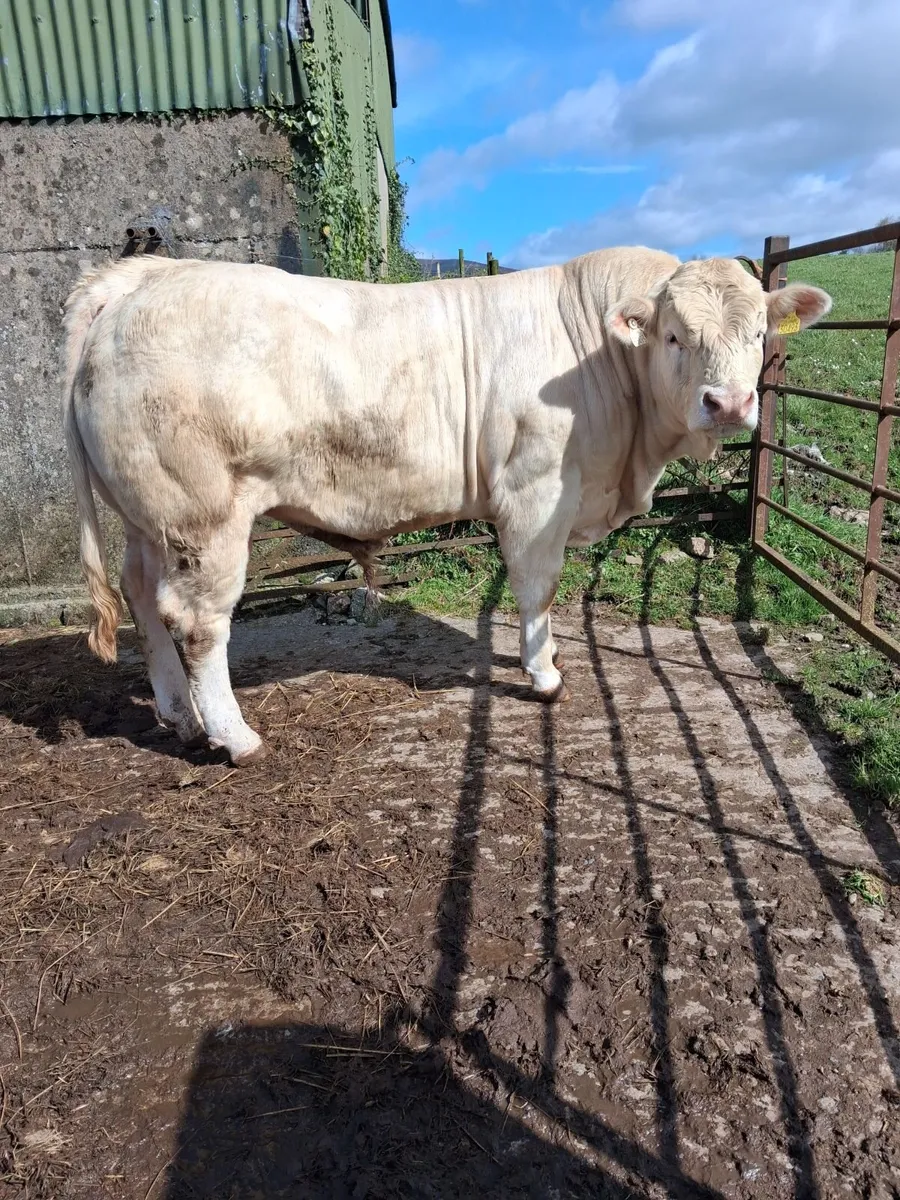 5 * Ped Ch Bull - Image 1