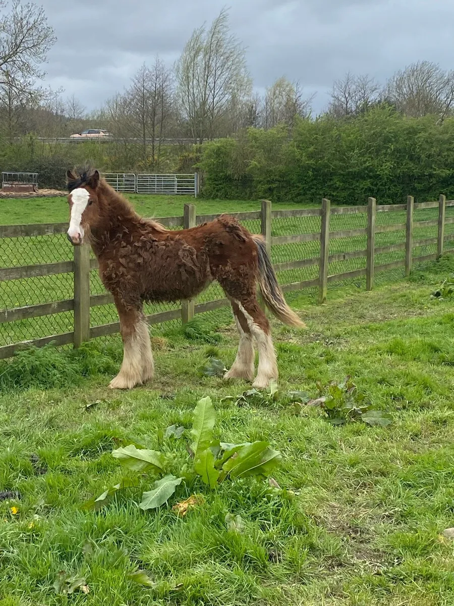 Heavy yearling filly - Image 1