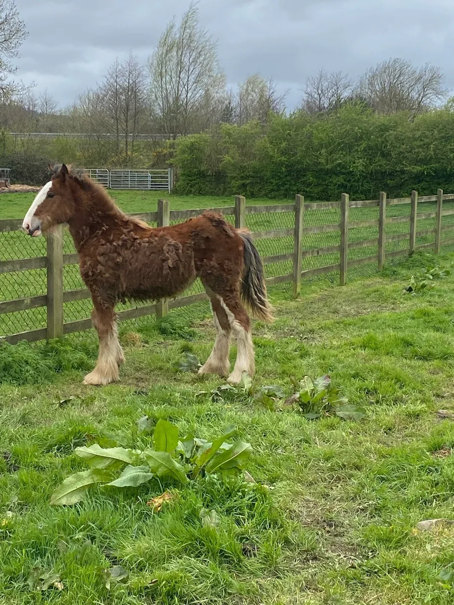 Heavy yearling filly - Image 2