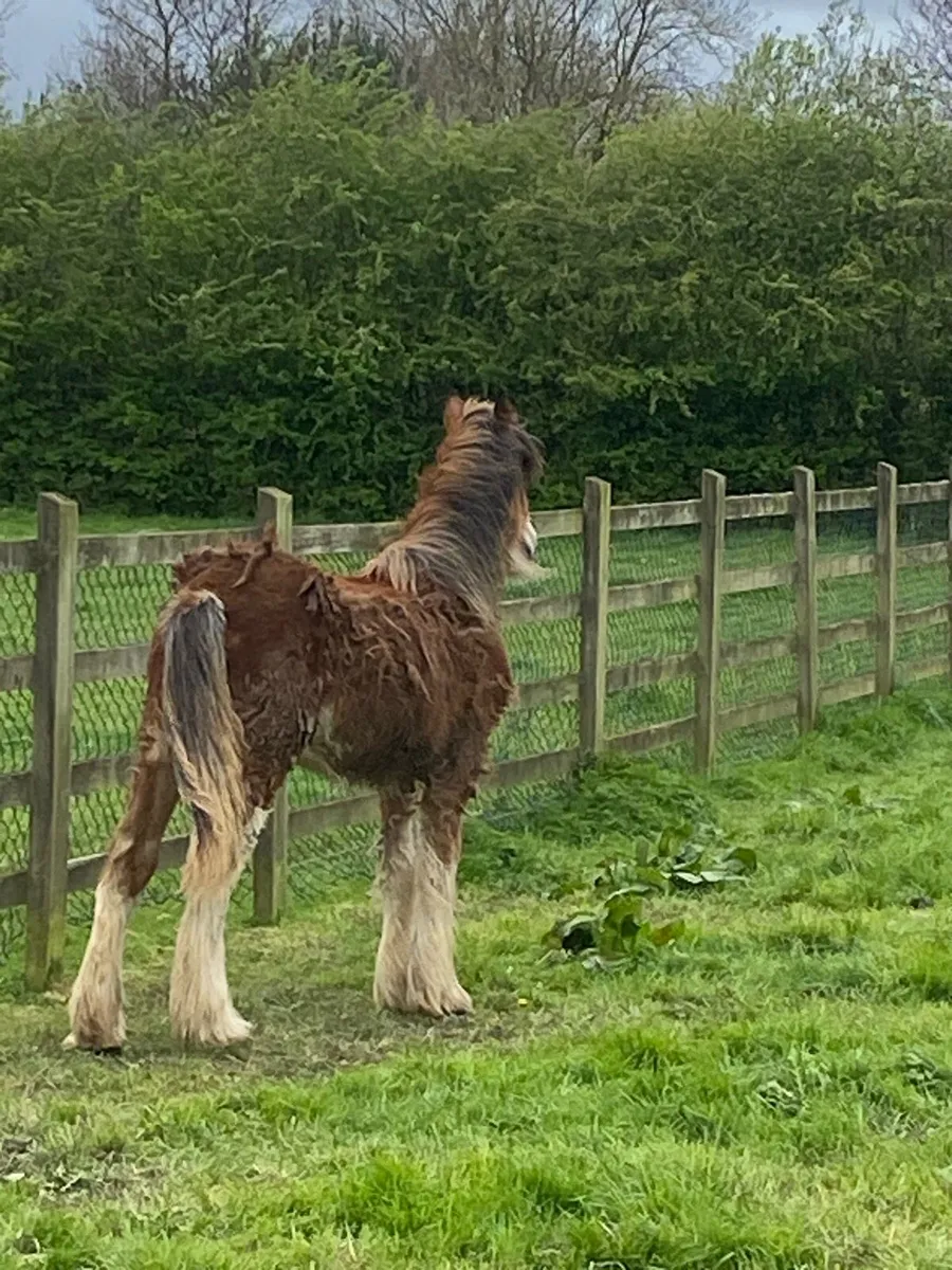 Heavy yearling filly - Image 3