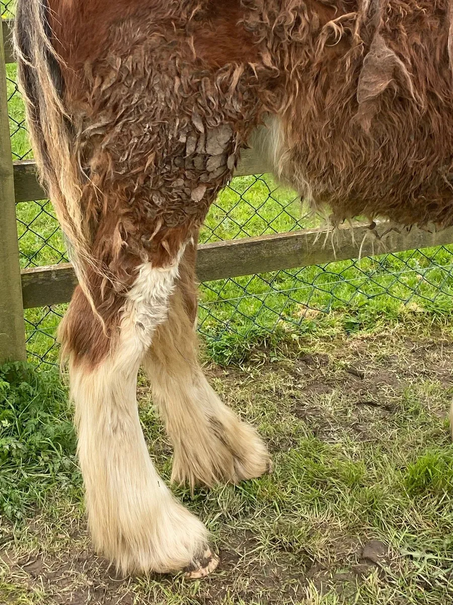 Heavy yearling filly - Image 4