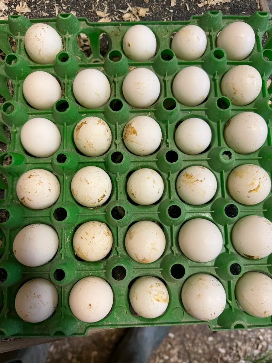 Barbu D’Anver Chicks and Hatching Eggs - Image 4