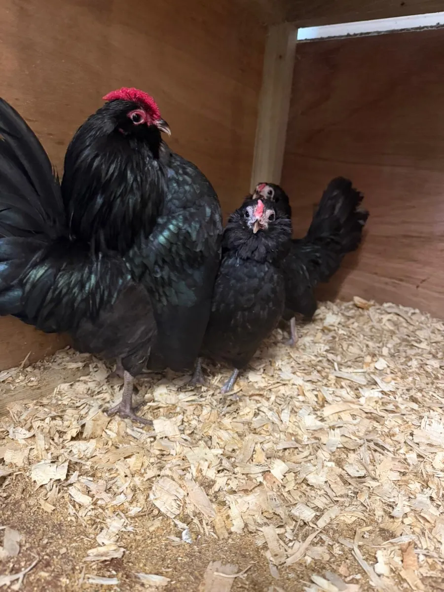 Barbu D’Anver Chicks and Hatching Eggs - Image 1