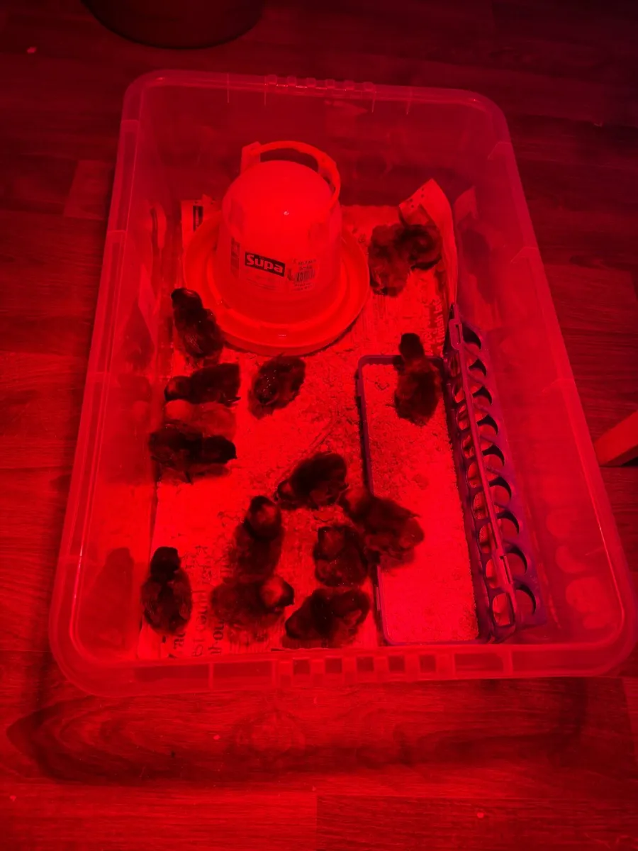 Barbu D’Anver Chicks and Hatching Eggs - Image 3