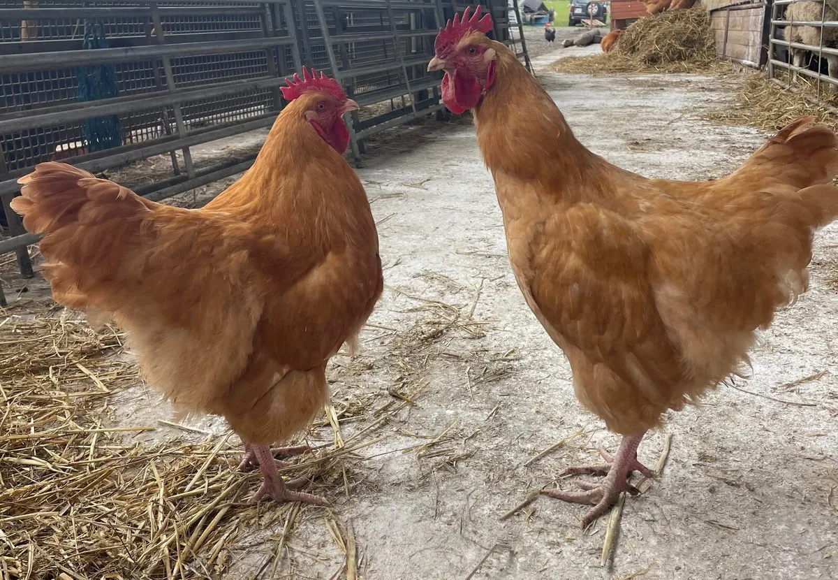 X2 PB buff Orpington cockerels