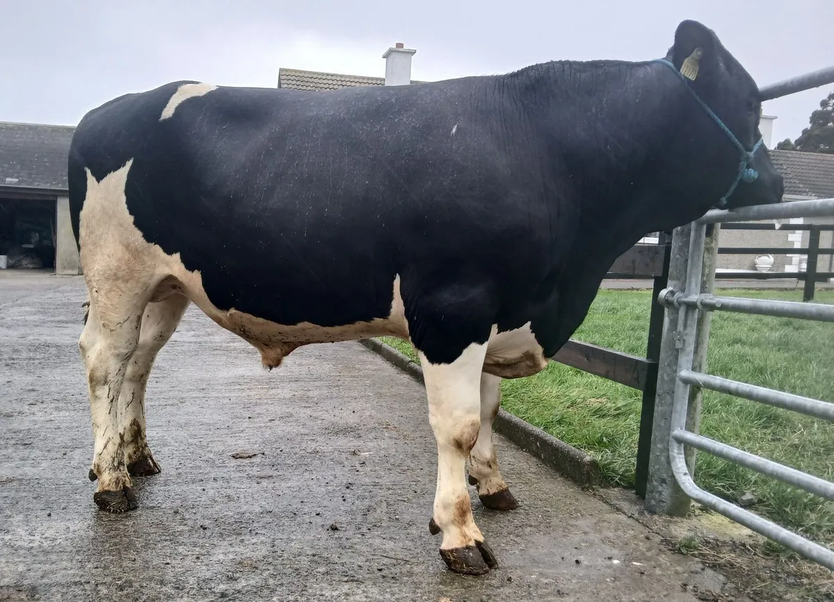 Kilkenny bull sale Mountain Friesians - Image 1