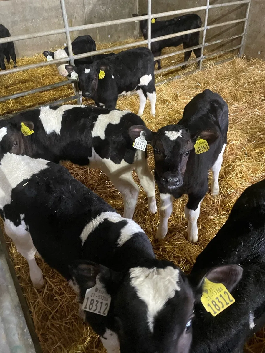 Freisian heifer calfs - Image 1