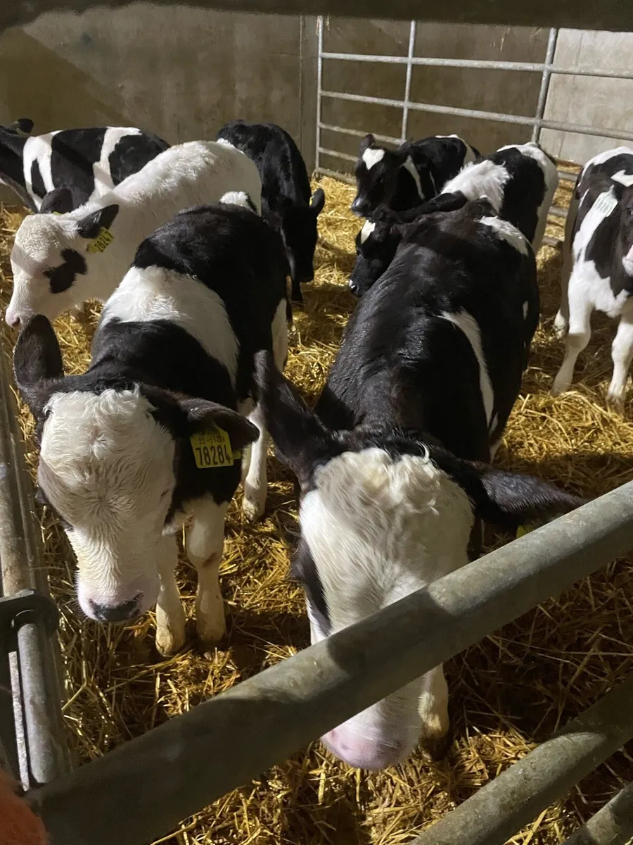 Freisian heifer calfs - Image 3