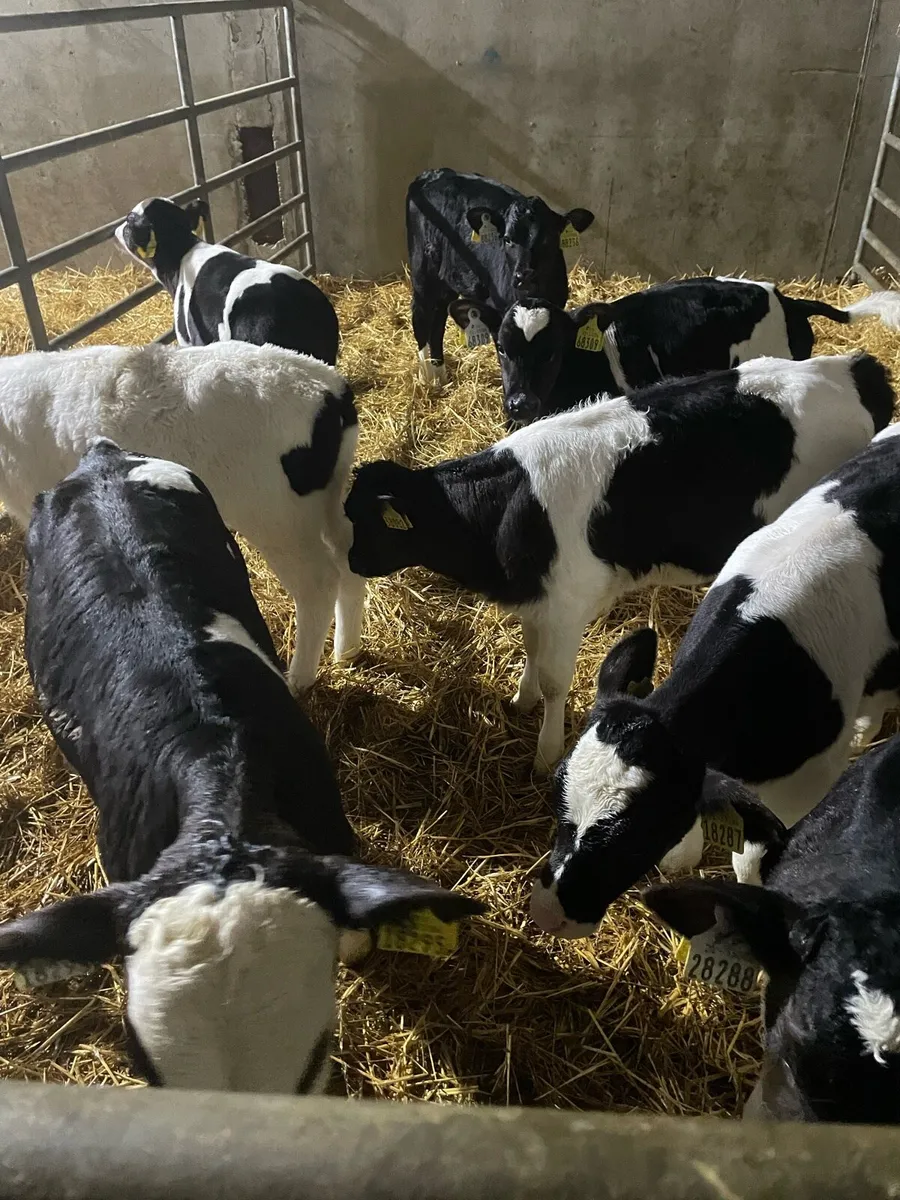 Freisian heifer calfs - Image 4