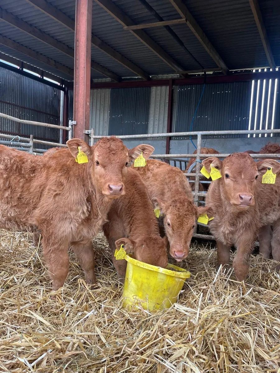 Limousin cows and calves - Image 1
