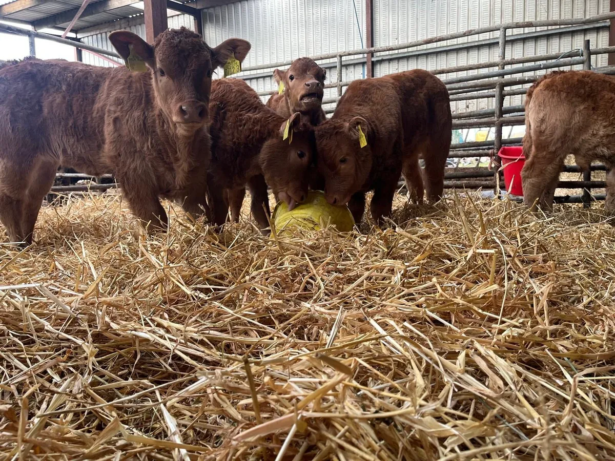 Limousin cows and calves - Image 2