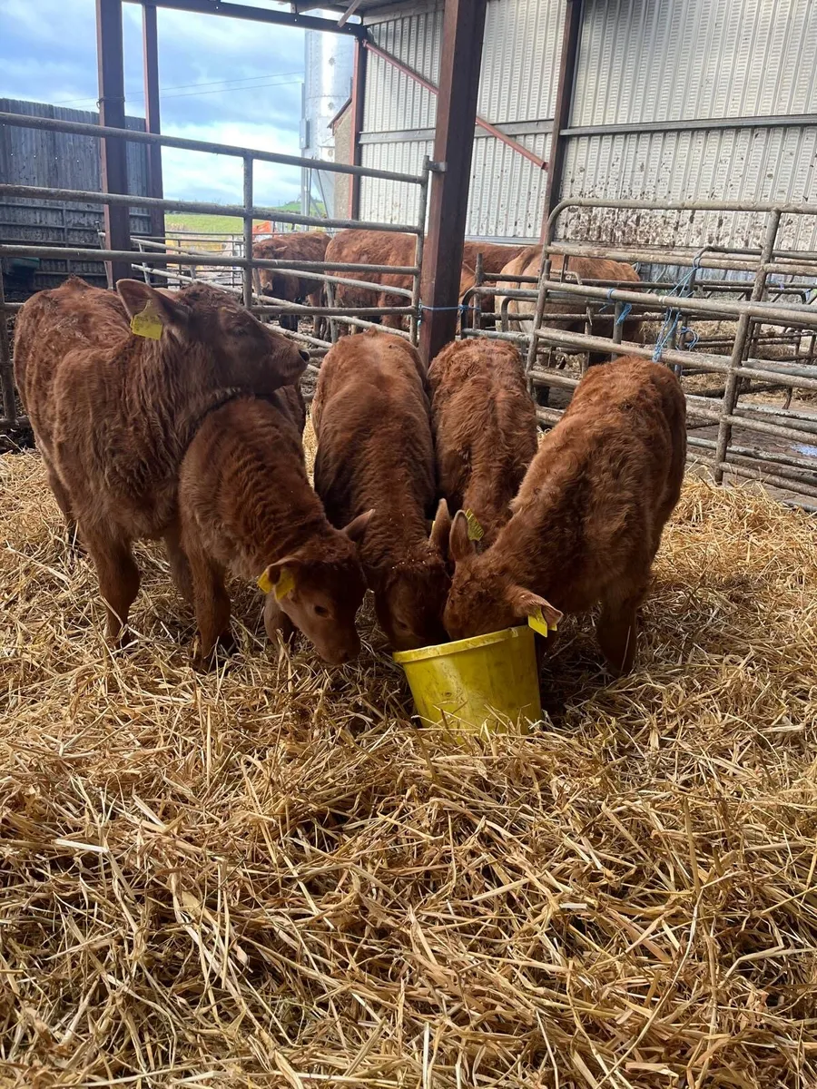 Limousin cows and calves - Image 3