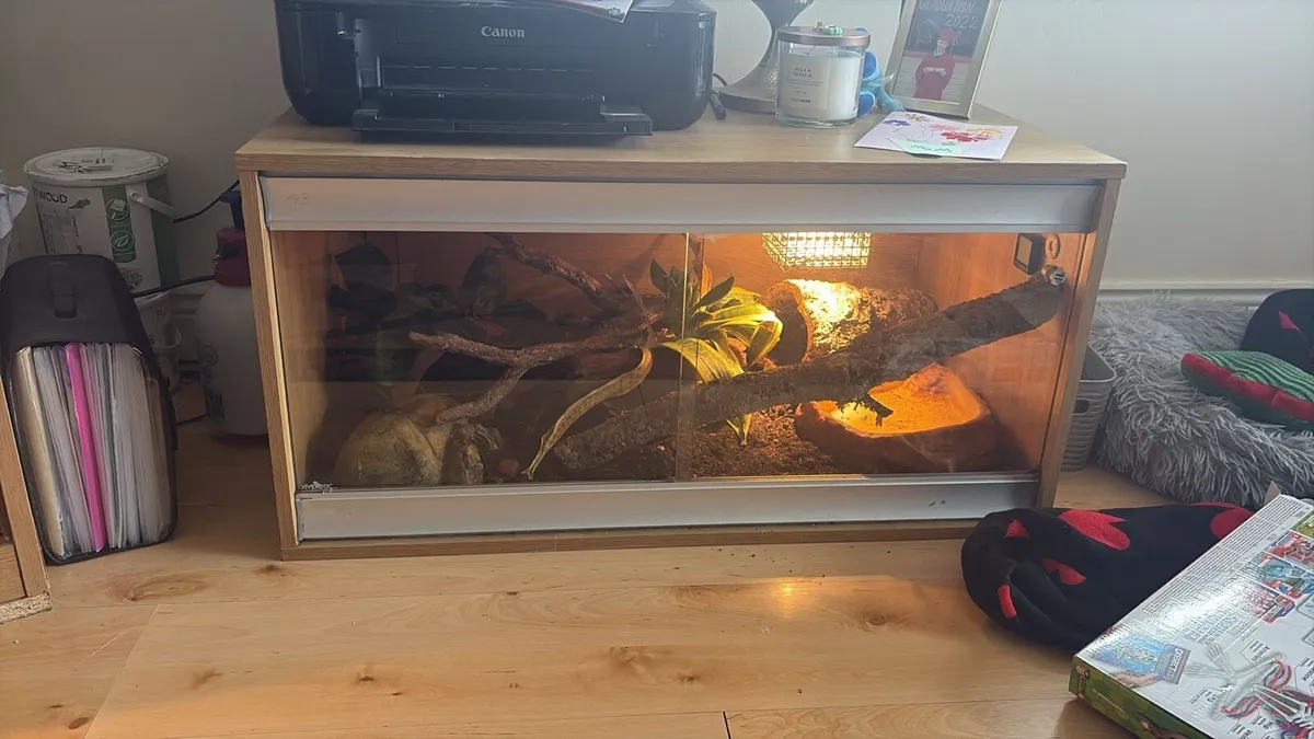 Ball Python - with enclosure - Image 2