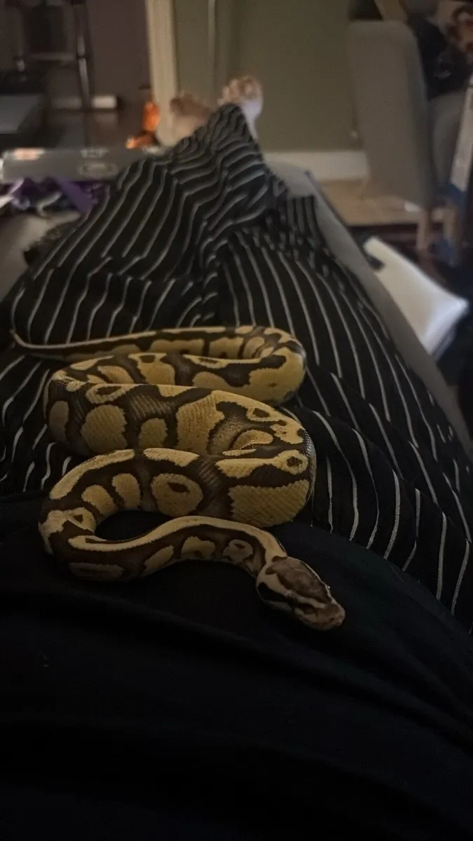 Ball Python - with enclosure - Image 3