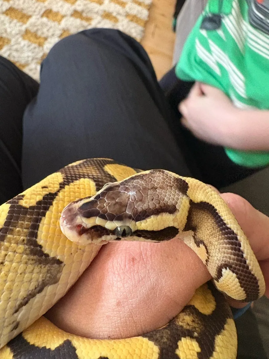 Ball Python - with enclosure - Image 1