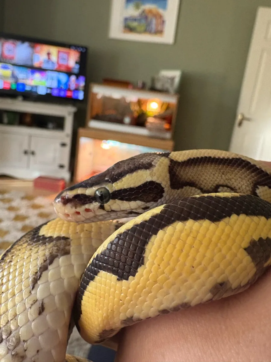 Ball Python - with enclosure - Image 4