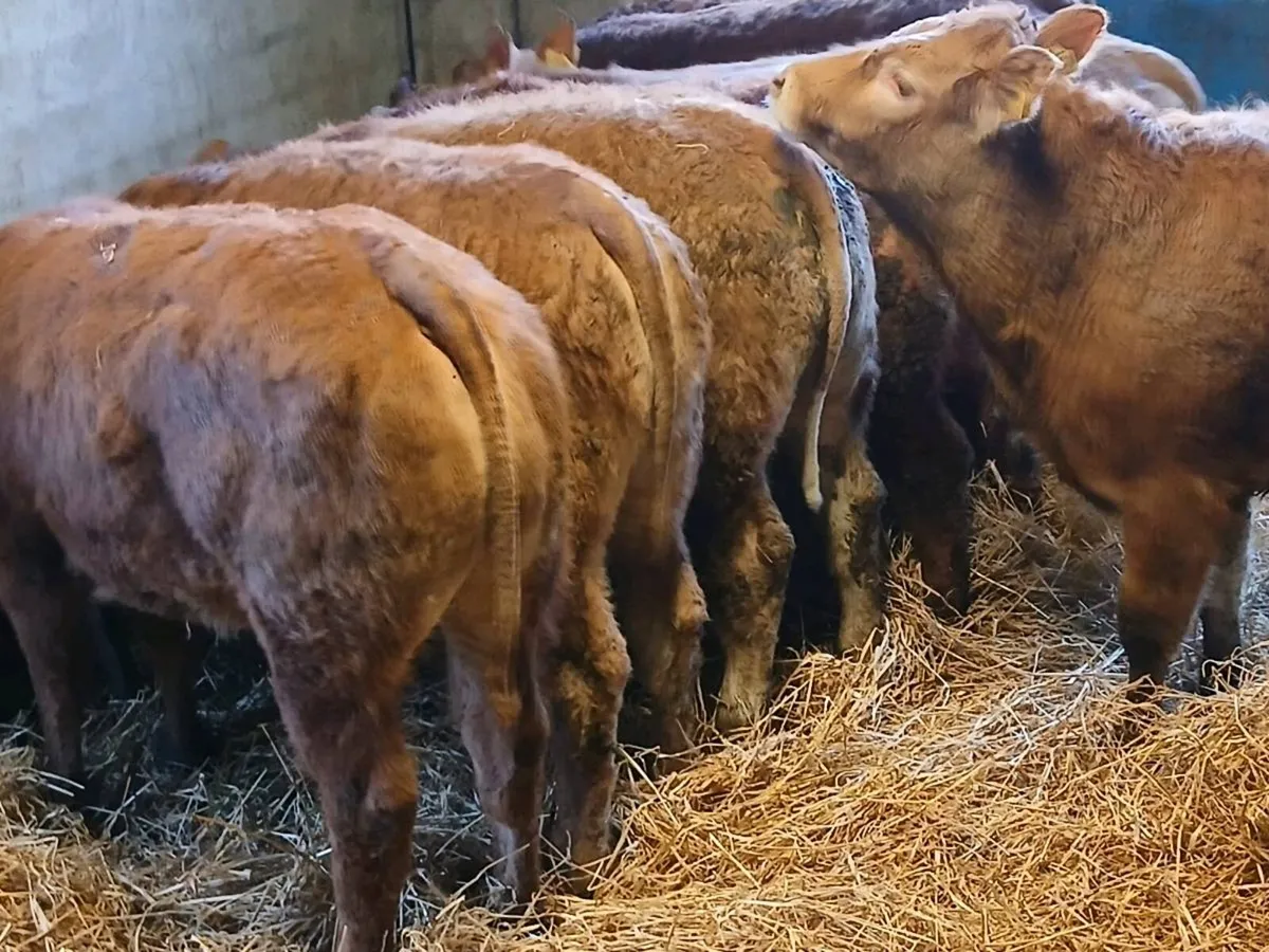 8 Top Quailty   Heifer's for sale - Image 1