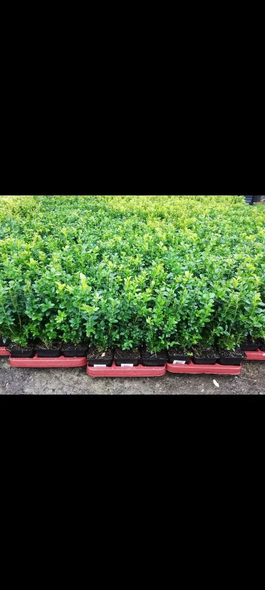 Box Hedging - Image 3