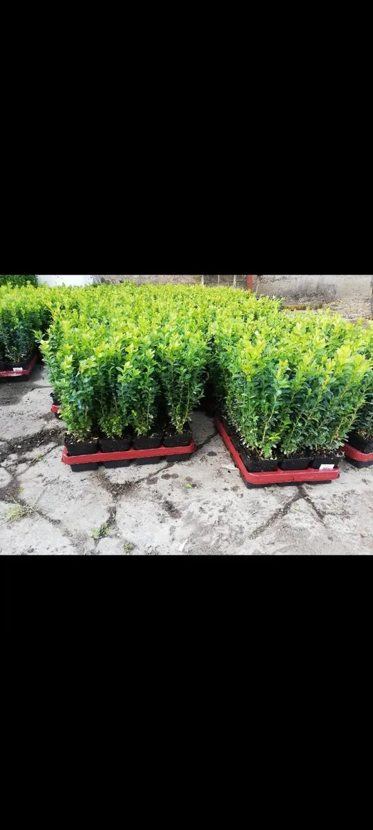 Box Hedging - Image 2