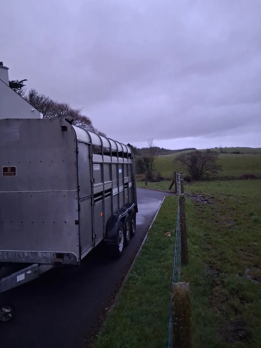 Cattle trailer - Image 2