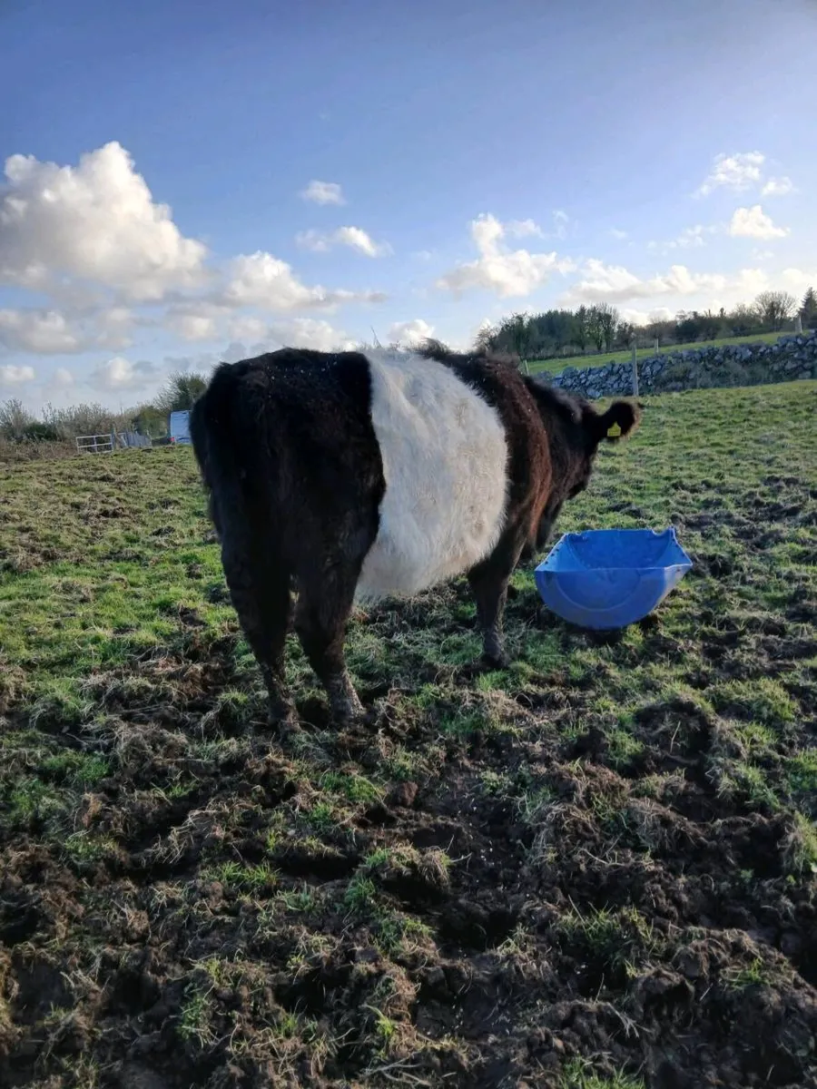 ****Dry cow**** - Image 1