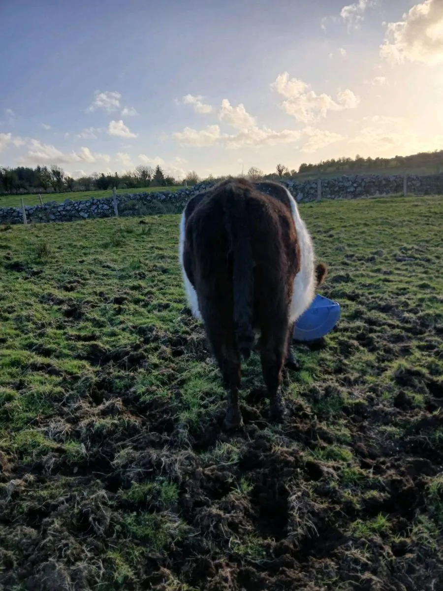 ****Dry cow**** - Image 2