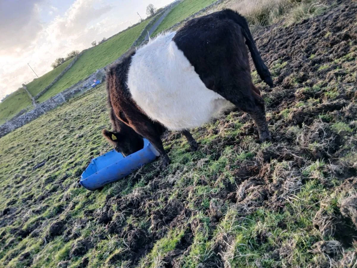 ****Dry cow**** - Image 3