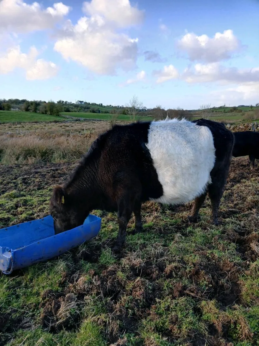 ****Dry cow**** - Image 4