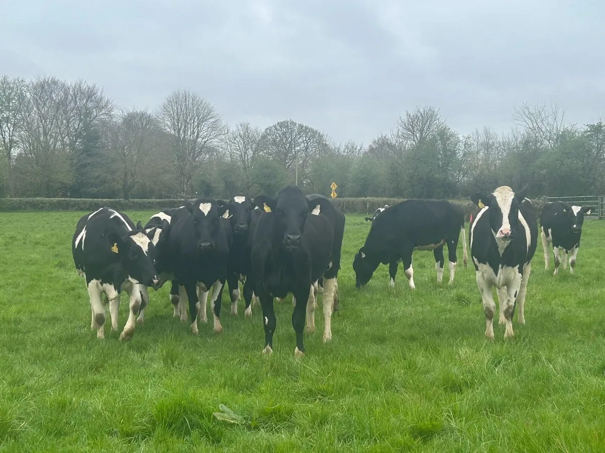 14 Top Quality PBR Maiden Heifers - Image 1