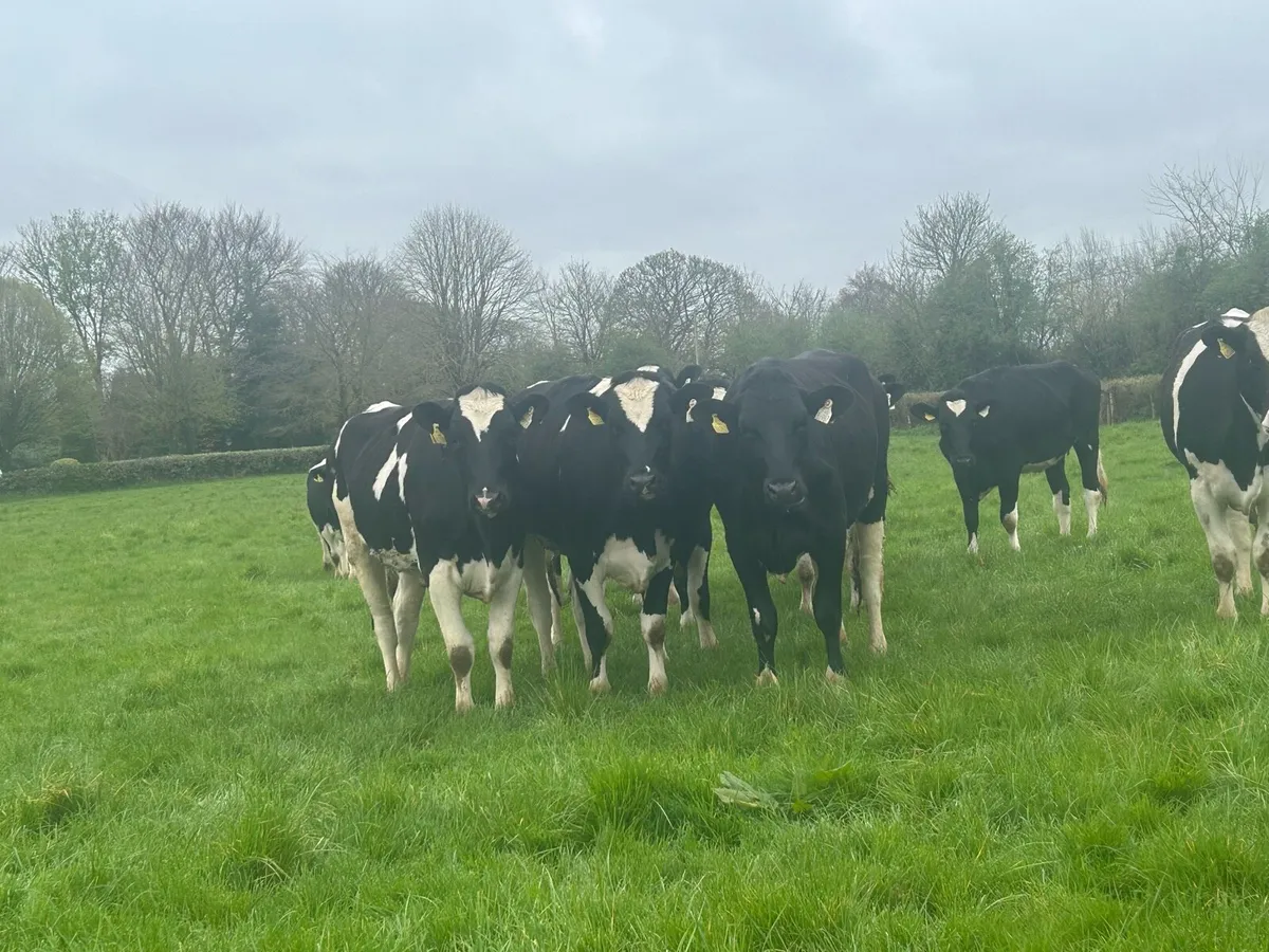 14 Top Quality PBR Maiden Heifers - Image 2