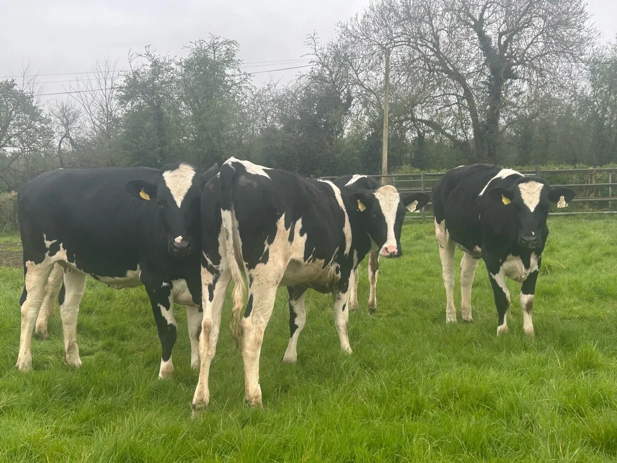 14 Top Quality PBR Maiden Heifers - Image 3