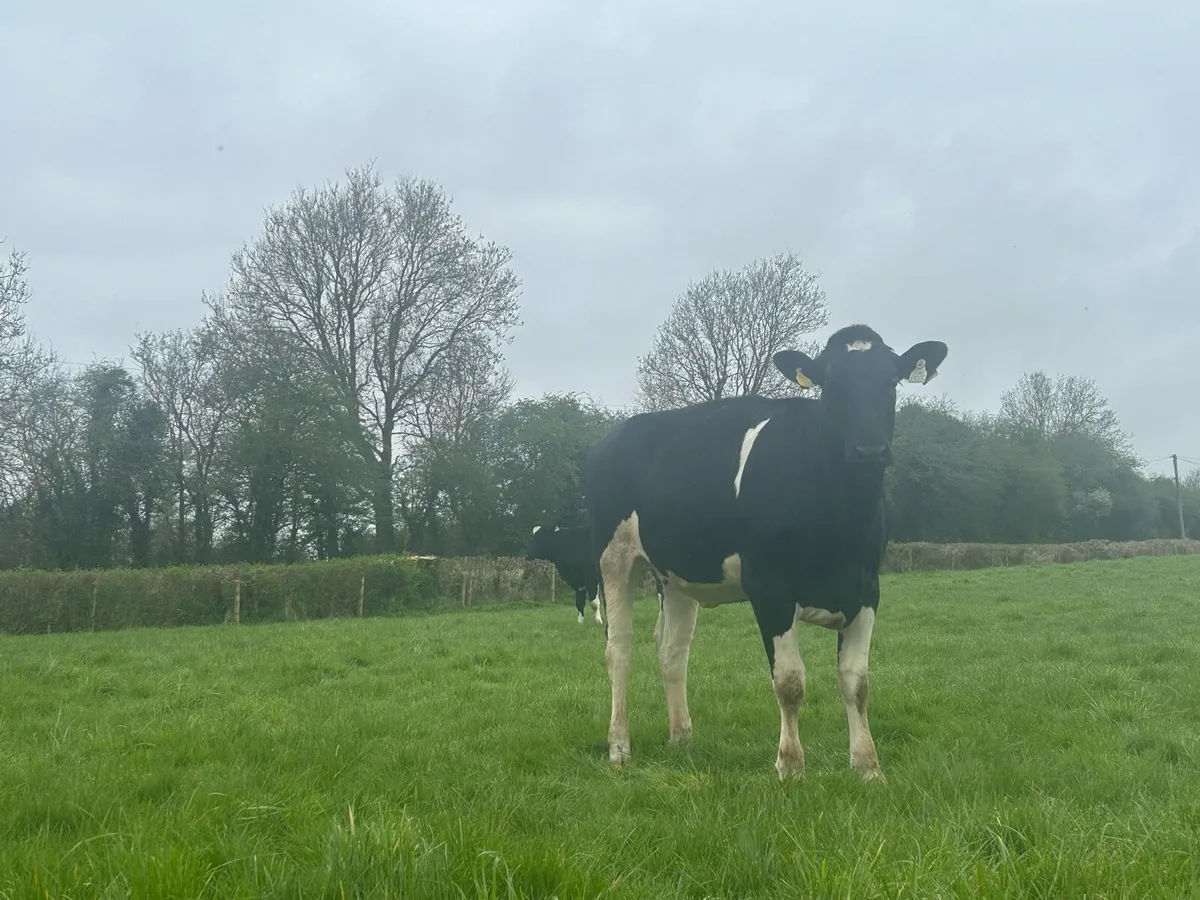 14 Top Quality PBR Maiden Heifers - Image 4