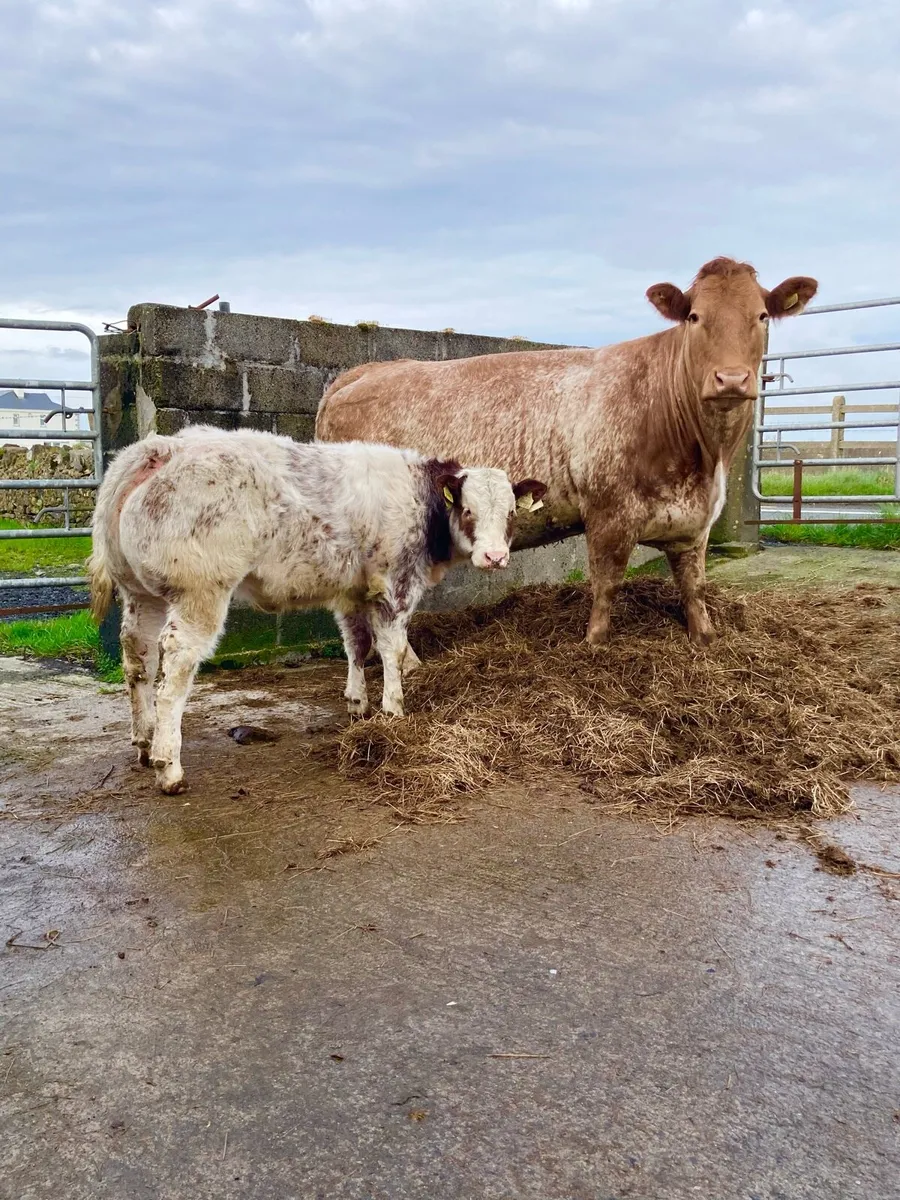 *** Show Heifer Calf *** - Image 1