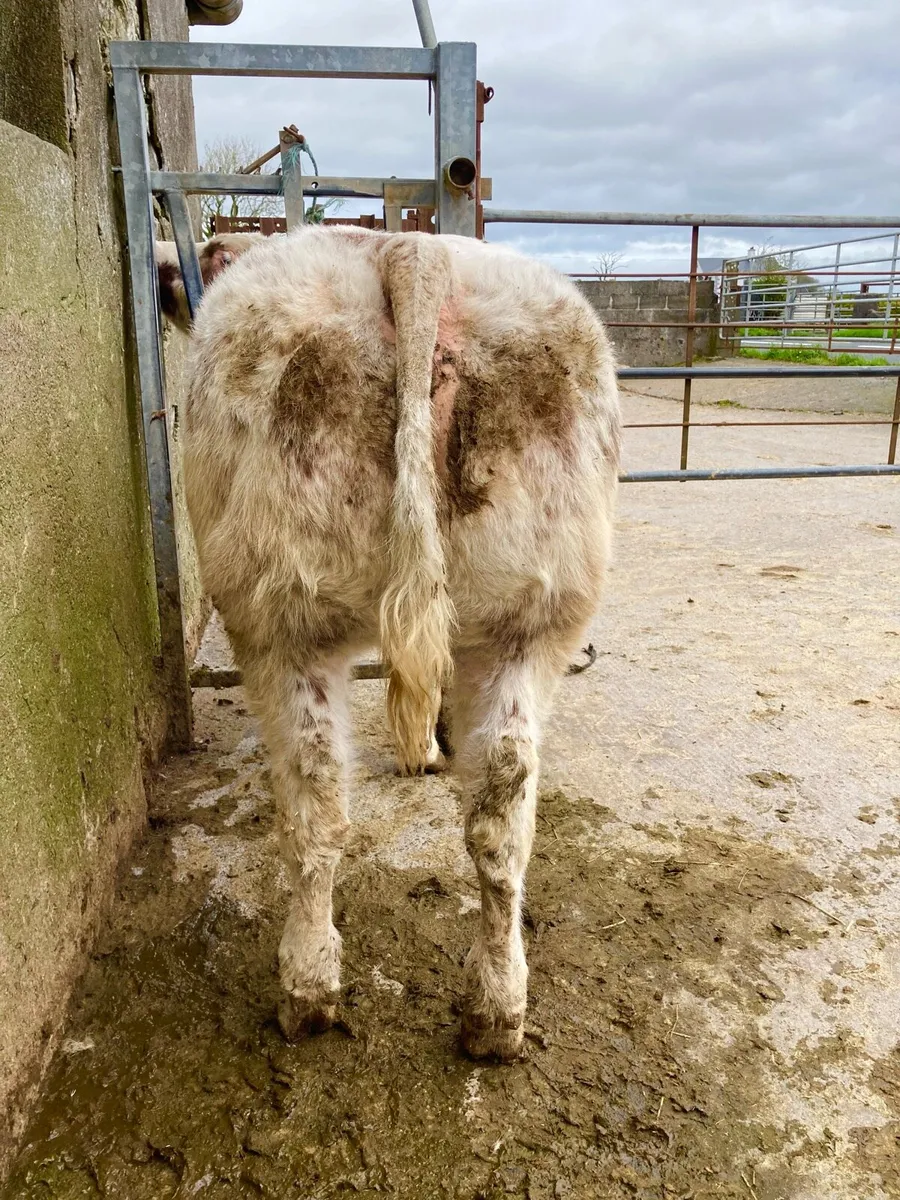 *** Show Heifer Calf *** - Image 3