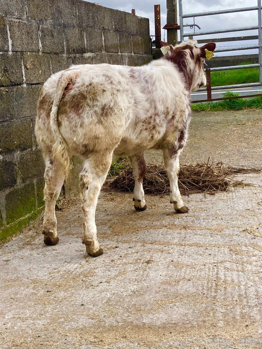 *** Show Heifer Calf *** - Image 2