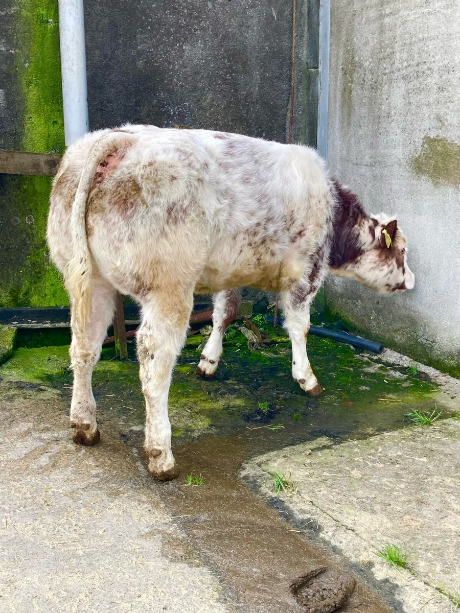 *** Show Heifer Calf *** - Image 4