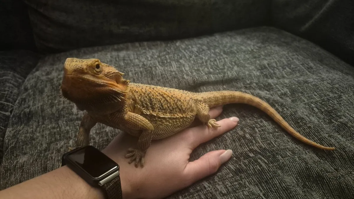 Bearded dragon with everything needed - Image 3