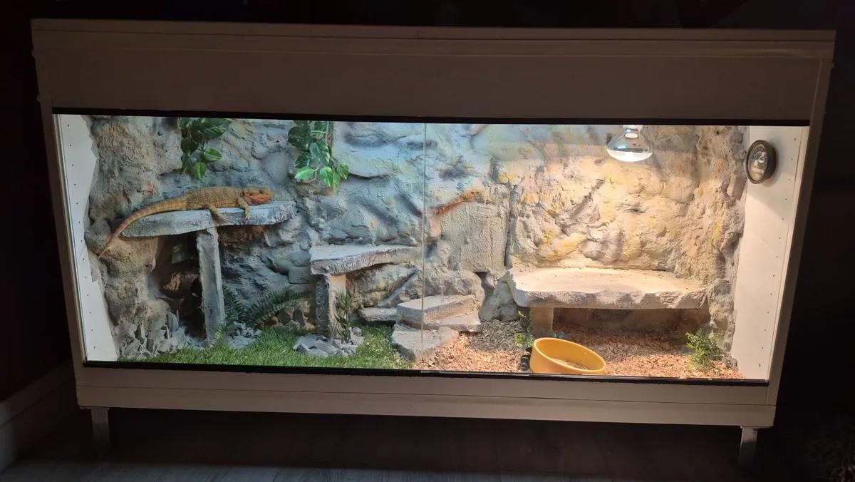 Bearded dragon with everything needed - Image 4